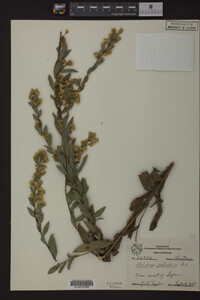 Solidago petiolaris image