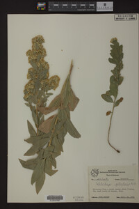 Solidago petiolaris image