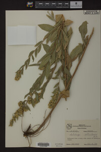 Solidago petiolaris image