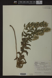 Solidago petiolaris image