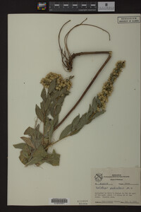 Solidago petiolaris image