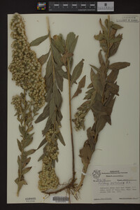 Solidago petiolaris image