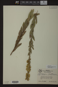 Solidago petiolaris image