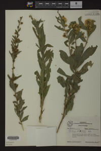 Solidago petiolaris image