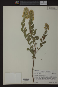 Solidago petiolaris image