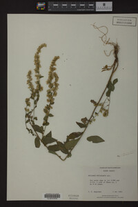 Solidago petiolaris image