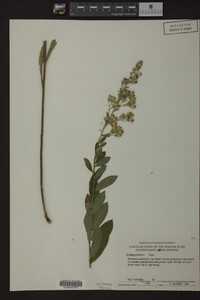 Solidago petiolaris image