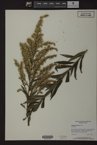 Solidago petiolaris image