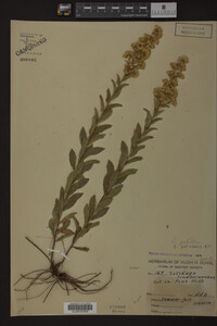 Solidago petiolaris image