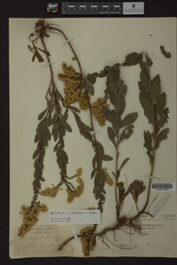 Solidago petiolaris image