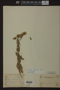 Solidago petiolaris image