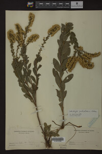 Solidago petiolaris image
