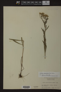 Solidago ptarmicoides image