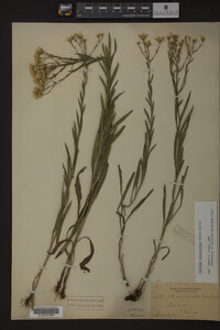 Solidago ptarmicoides image