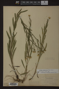 Solidago ptarmicoides image