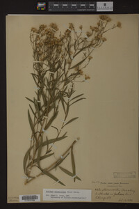 Solidago ptarmicoides image