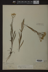 Solidago ptarmicoides image