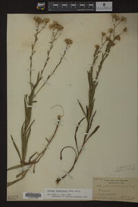 Solidago ptarmicoides image