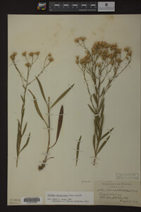Solidago ptarmicoides image