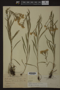 Solidago ptarmicoides image