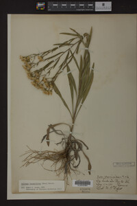Solidago ptarmicoides image