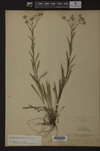 Solidago ptarmicoides image