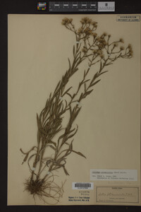 Solidago ptarmicoides image
