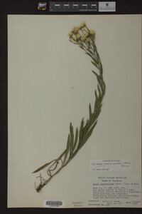 Solidago ptarmicoides image