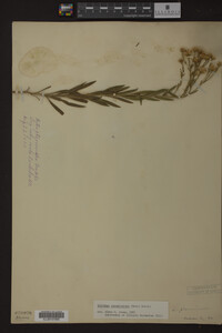 Solidago ptarmicoides image