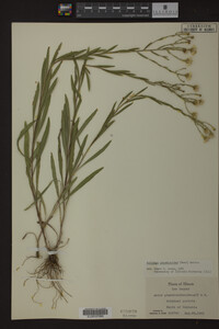 Solidago ptarmicoides image
