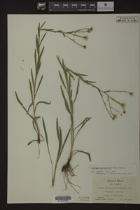 Solidago ptarmicoides image