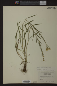 Solidago ptarmicoides image