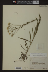 Solidago ptarmicoides image