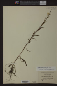 Solidago ptarmicoides image