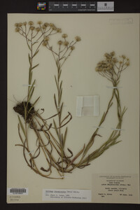 Solidago ptarmicoides image