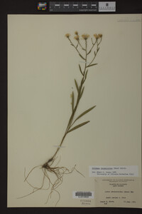 Solidago ptarmicoides image