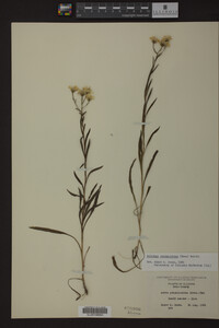 Solidago ptarmicoides image