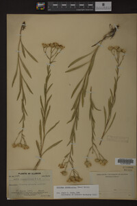 Solidago ptarmicoides image