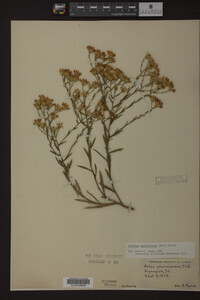 Solidago ptarmicoides image