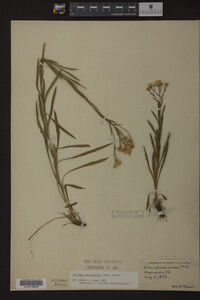 Solidago ptarmicoides image