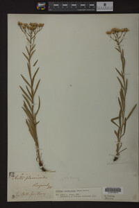 Solidago ptarmicoides image