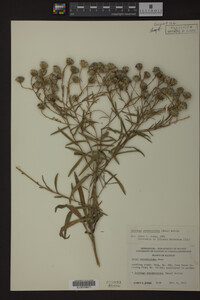 Solidago ptarmicoides image