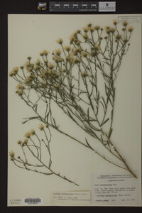Solidago ptarmicoides image
