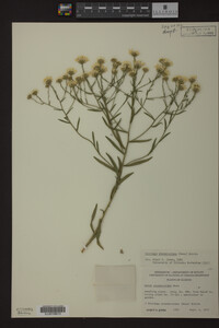 Solidago ptarmicoides image