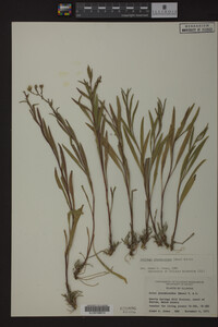 Solidago ptarmicoides image