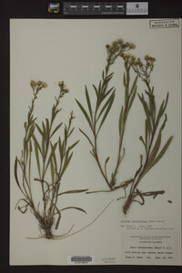 Solidago ptarmicoides image