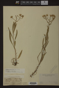 Solidago ptarmicoides image