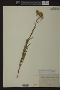 Solidago ptarmicoides image