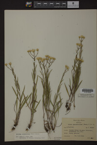 Solidago ptarmicoides image