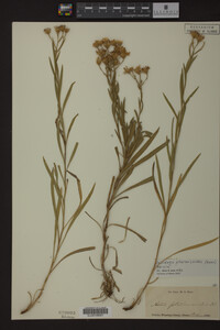 Solidago ptarmicoides image